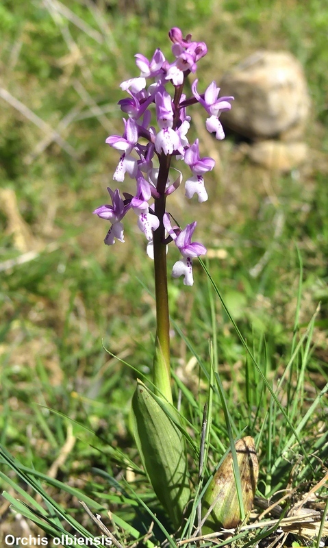 Andalusia: le orchidee e Grandi Pietre  marzo-aprile 2023.